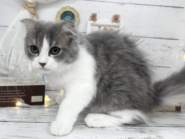 香川県のスコティッシュフォールド (ワンキャラット アミーゴ屋島店/2025年12月13日生まれ/男の子/ブルーホワイト)の子猫の2枚目の画像