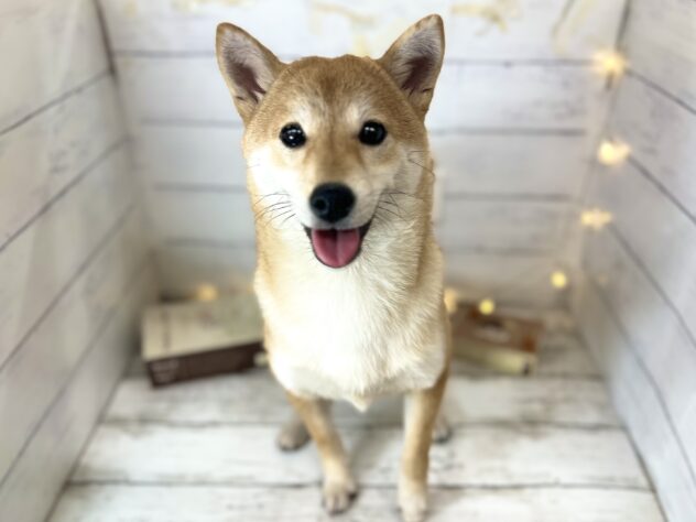 香川県の豆柴 (ワンキャラット アミーゴ屋島店/2025年9月20日生まれ/女の子/赤)の子犬