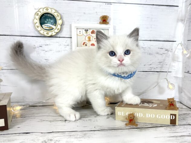 香川県のラグドール (ワンキャラット アミーゴ屋島店/2026年2月22日生まれ/男の子/ブルーポイントバイカラー)の子猫の3枚目の画像