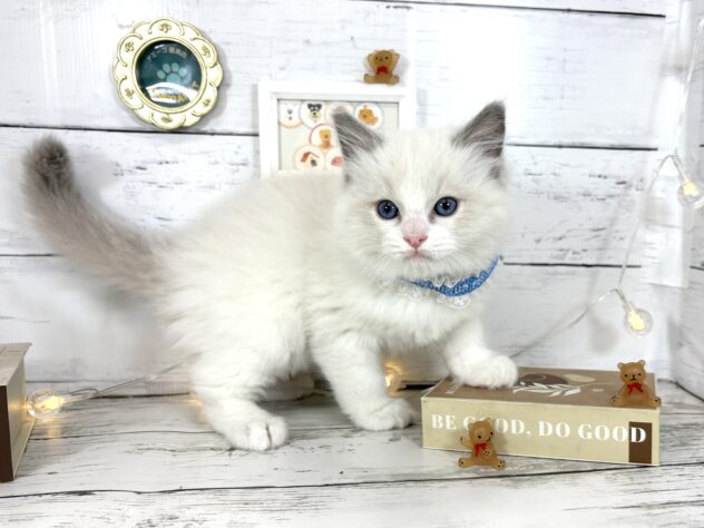 香川県のラグドール (ワンキャラット アミーゴ屋島店/2026年2月22日生まれ/男の子/ブルーポイントバイカラー)の子猫の2枚目の画像