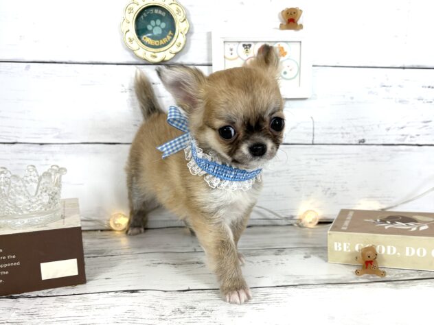 香川県のチワワ(ロング) (ワンキャラット アミーゴ屋島店/2026年2月14日生まれ/男の子/フォーンホワイト)の子犬の1枚目の画像