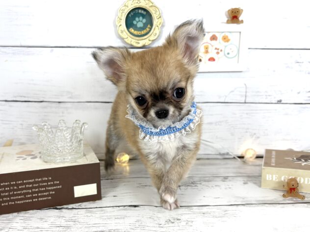 香川県のチワワ(ロング) (ワンキャラット アミーゴ屋島店/2026年2月14日生まれ/男の子/フォーンホワイト)の子犬の2枚目の画像