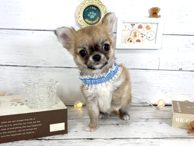 香川県のチワワ(ロング) (ワンキャラット アミーゴ屋島店/2026年2月14日生まれ/男の子/フォーンホワイト)の子犬の4枚目の画像