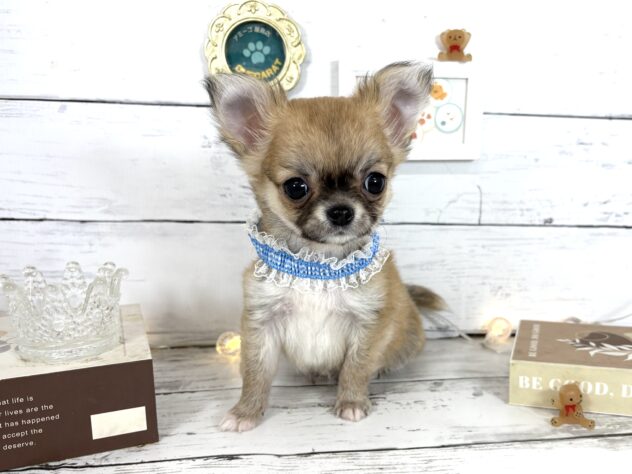 香川県のチワワ(ロング) (ワンキャラット アミーゴ屋島店/2026年2月14日生まれ/男の子/フォーンホワイト)の子犬の3枚目の画像