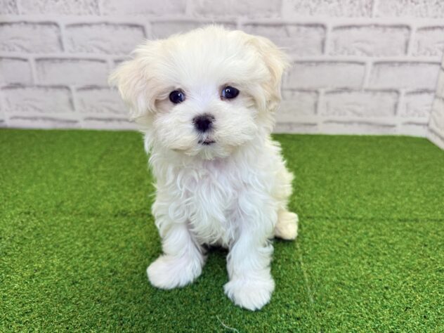 岡山県のマルチーズ (アミーゴ妹尾店/2026年2月11日生まれ/女の子/ホワイト)の子犬