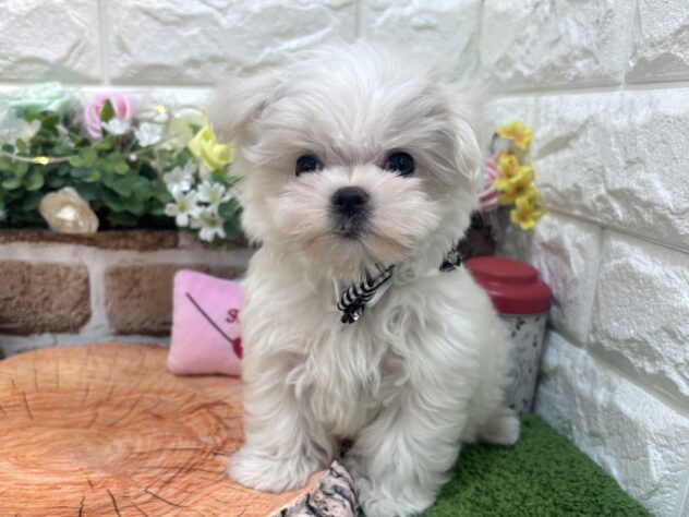 兵庫県のマルチーズ (ワンキャラット アミーゴ姫路花田店/2026年2月8日生まれ/男の子/ホワイト)の子犬の2枚目の画像