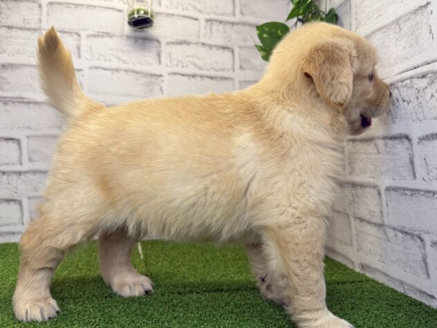 岡山県のゴールデンレトリバー (アミーゴ妹尾店/2026年2月12日生まれ/女の子/ゴールデン)の子犬の3枚目の画像