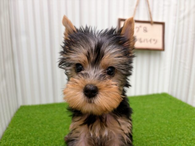 岡山県のヨークシャーテリア (アミーゴ倉敷店/2026年1月26日生まれ/女の子/スチールブルータン)の子犬の2枚目の画像