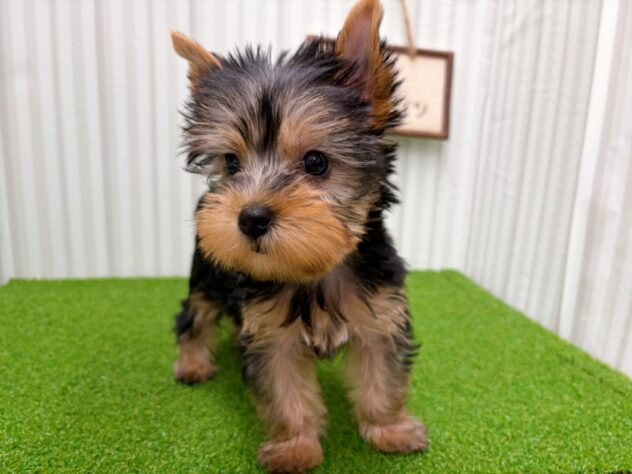 岡山県のヨークシャーテリア (アミーゴ倉敷店/2026年1月26日生まれ/女の子/スチールブルータン)の子犬の3枚目の画像