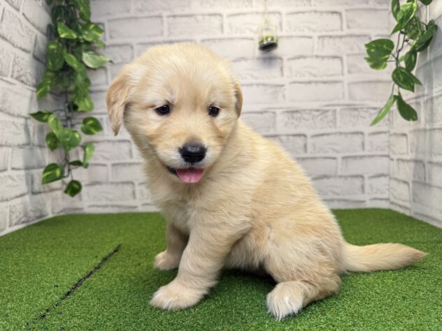 岡山県のゴールデンレトリバー (アミーゴ妹尾店/2026年2月12日生まれ/女の子/ゴールデン)の子犬の2枚目の画像