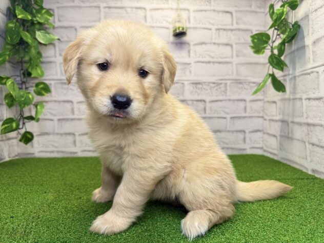 岡山県のゴールデンレトリバー (アミーゴ妹尾店/2026年2月12日生まれ/女の子/ゴールデン)の子犬の1枚目の画像