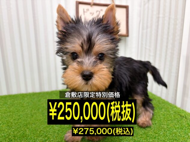 岡山県のヨークシャーテリア (アミーゴ倉敷店/2026年1月26日生まれ/女の子/スチールブルータン)の子犬の1枚目の画像