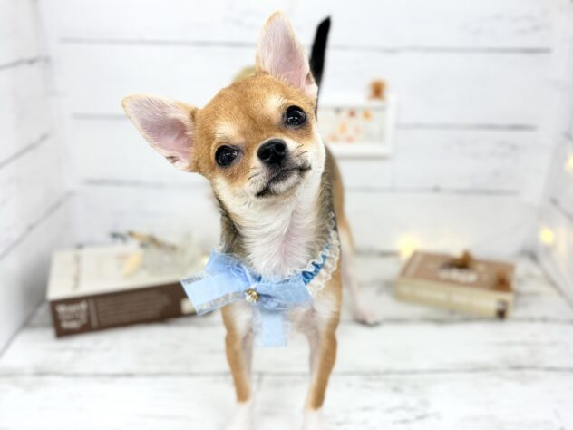 香川県のチワワ(ロング) (ワンキャラット アミーゴ屋島店/2025年11月21日生まれ/女の子/セーブルホワイト)の子犬の2枚目の画像