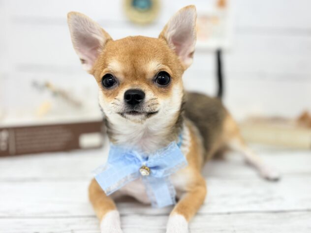 香川県のチワワ(ロング) (ワンキャラット アミーゴ屋島店/2025年11月21日生まれ/女の子/セーブルホワイト)の子犬の1枚目の画像