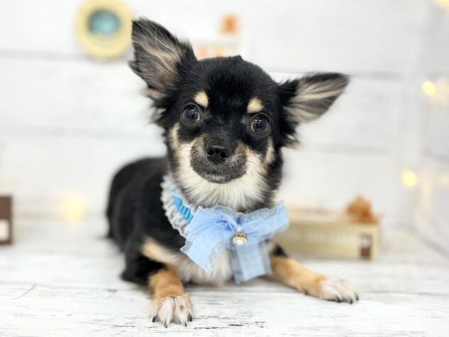 香川県のチワワ(ロング) (ワンキャラット アミーゴ屋島店/2025年10月8日生まれ/男の子/ブラックタン)の子犬の1枚目の画像