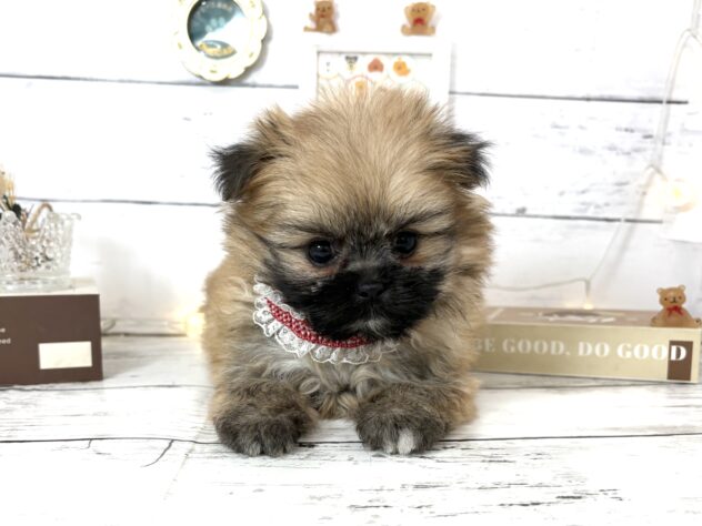 香川県のポメズー/ポメシーズ(ポメラニアン×シーズー) (ワンキャラット アミーゴ屋島店/2026年2月26日生まれ/女の子/オレンジ)の子犬の2枚目の画像