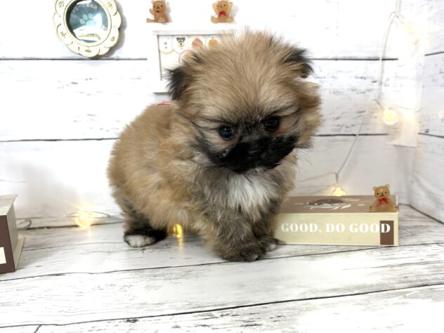 香川県のポメズー/ポメシーズ(ポメラニアン×シーズー) (ワンキャラット アミーゴ屋島店/2026年2月26日生まれ/女の子/オレンジ)の子犬の4枚目の画像