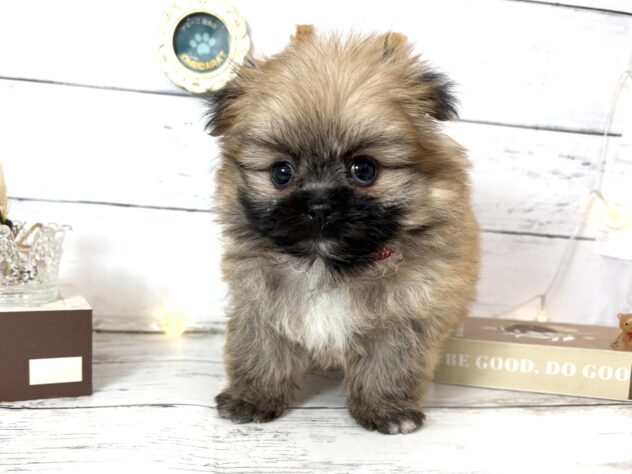 香川県のポメズー/ポメシーズ(ポメラニアン×シーズー) (ワンキャラット アミーゴ屋島店/2026年2月26日生まれ/女の子/オレンジ)の子犬の3枚目の画像