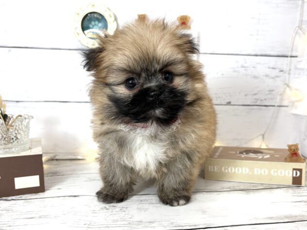 香川県のポメズー/ポメシーズ(ポメラニアン×シーズー) (ワンキャラット アミーゴ屋島店/2026年2月26日生まれ/女の子/オレンジ)の子犬の1枚目の画像