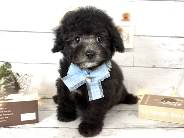 香川県のトイプードル(トイ) (ワンキャラット アミーゴ屋島店/2026年2月23日生まれ/男の子/グレー)の子犬の3枚目の画像