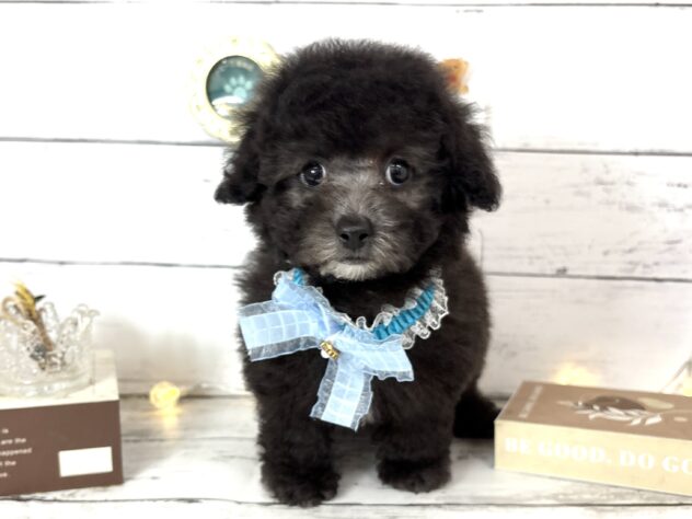 香川県のトイプードル(トイ) (ワンキャラット アミーゴ屋島店/2026年2月23日生まれ/男の子/グレー)の子犬の1枚目の画像