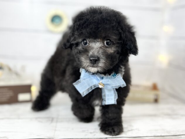 香川県のトイプードル(トイ) (ワンキャラット アミーゴ屋島店/2026年2月23日生まれ/男の子/グレー)の子犬の2枚目の画像