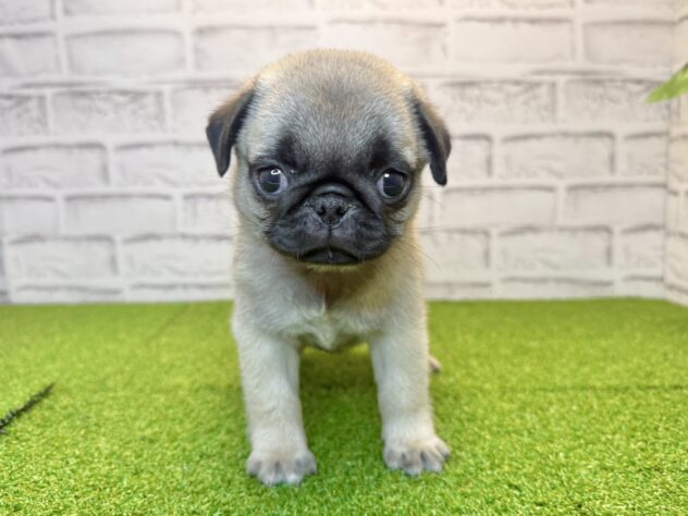 岡山県のパグ (アミーゴ妹尾店/2026年2月13日生まれ/女の子/フォーン)の子犬の1枚目の画像
