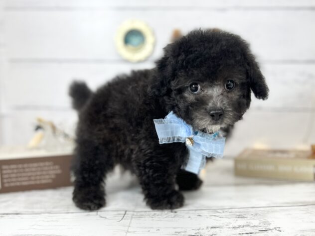 香川県のトイプードル(トイ) (ワンキャラット アミーゴ屋島店/2026年2月23日生まれ/男の子/グレー)の子犬の4枚目の画像