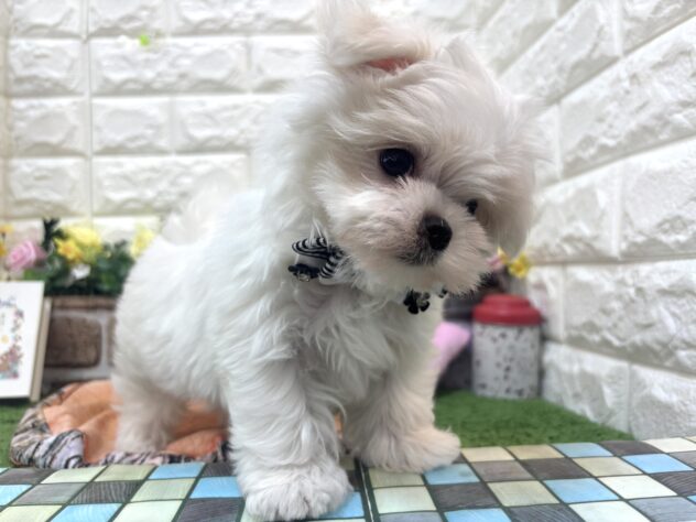 兵庫県のマルチーズ (ワンキャラット アミーゴ姫路花田店/2026年2月8日生まれ/男の子/ホワイト)の子犬の4枚目の画像