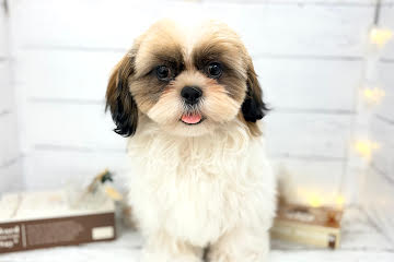 香川県のシーズー (ワンキャラット アミーゴ屋島店/2025年11月24日生まれ/男の子/ゴールドホワイト)の子犬の2枚目の画像