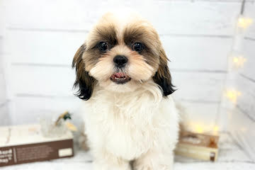 香川県のシーズー (ワンキャラット アミーゴ屋島店/2025年11月24日生まれ/男の子/ゴールドホワイト)の子犬の3枚目の画像