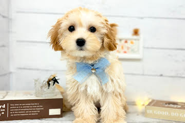 香川県のマルプー(マルチーズ×プードル) (ワンキャラット アミーゴ屋島店/2026年1月19日生まれ/女の子/アプリコット)の子犬の2枚目の画像