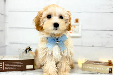 香川県のマルプー(マルチーズ×プードル) (ワンキャラット アミーゴ屋島店/2026年1月19日生まれ/女の子/アプリコット)の子犬の3枚目の画像