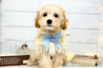 香川県のマルプー(マルチーズ×プードル) (ワンキャラット アミーゴ屋島店/2026年1月19日生まれ/女の子/アプリコット)の子犬の1枚目の画像