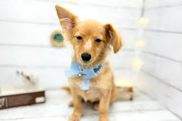 香川県のポメックス(ポメラニアン×ダックス) (ワンキャラット アミーゴ屋島店/2025年11月21日生まれ/女の子/ゴールド)の子犬の1枚目の画像