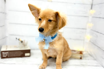 香川県のポメックス(ポメラニアン×ダックス) (ワンキャラット アミーゴ屋島店/2025年11月21日生まれ/女の子/ゴールド)の子犬の2枚目の画像