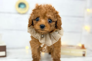 香川県のトイプードル(トイ) (ワンキャラット アミーゴ屋島店/2026年2月26日生まれ/女の子/レッドフォーン)の子犬の1枚目の画像