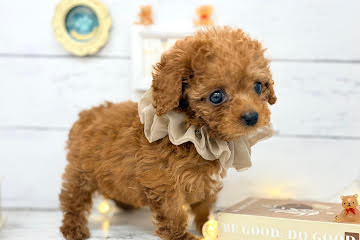 香川県のトイプードル(トイ) (ワンキャラット アミーゴ屋島店/2026年2月26日生まれ/女の子/レッドフォーン)の子犬の2枚目の画像