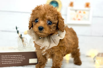 香川県のトイプードル(トイ) (ワンキャラット アミーゴ屋島店/2026年2月26日生まれ/女の子/レッドフォーン)の子犬の3枚目の画像