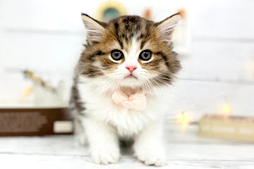 香川県のミヌエット (ワンキャラット アミーゴ屋島店/2026年3月1日生まれ/男の子/ブラウンタビーホワイト)の子猫の1枚目の画像