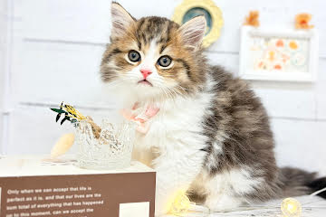 香川県のミヌエット (ワンキャラット アミーゴ屋島店/2026年3月1日生まれ/男の子/ブラウンタビーホワイト)の子猫の2枚目の画像