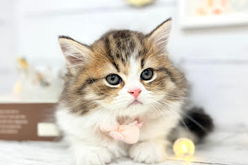 香川県のミヌエット (ワンキャラット アミーゴ屋島店/2026年3月1日生まれ/男の子/ブラウンタビーホワイト)の子猫の3枚目の画像