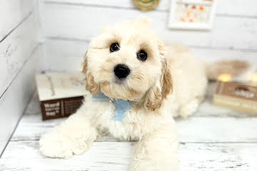 香川県のハーフ犬・ミックス犬 (ワンキャラット アミーゴ屋島店/2026年1月28日生まれ/男の子/クリーム)の子犬の2枚目の画像