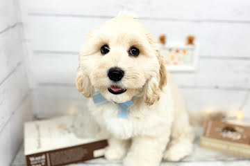 香川県のハーフ犬・ミックス犬 (ワンキャラット アミーゴ屋島店/2026年1月28日生まれ/男の子/クリーム)の子犬の1枚目の画像