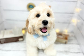 香川県のハーフ犬・ミックス犬 (ワンキャラット アミーゴ屋島店/2026年1月28日生まれ/男の子/クリーム)の子犬の3枚目の画像