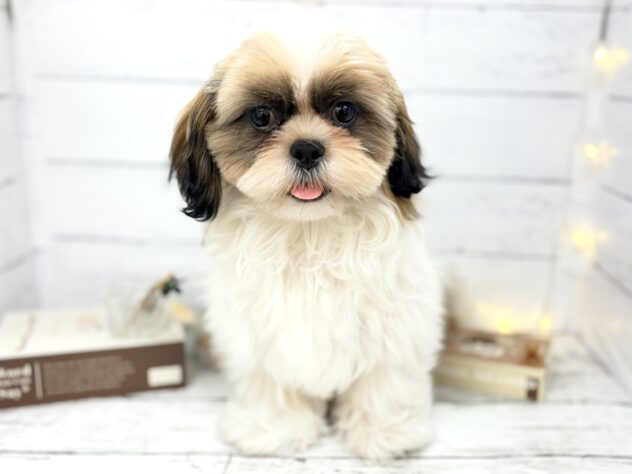 香川県のシーズー (ワンキャラット アミーゴ屋島店/2025年11月24日生まれ/男の子/ゴールドホワイト)の子犬の1枚目の画像