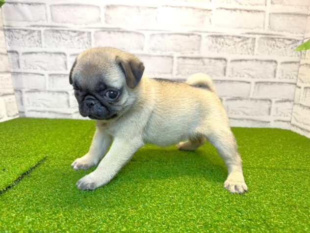 岡山県のパグ (アミーゴ妹尾店/2026年2月13日生まれ/女の子/フォーン)の子犬の2枚目の画像
