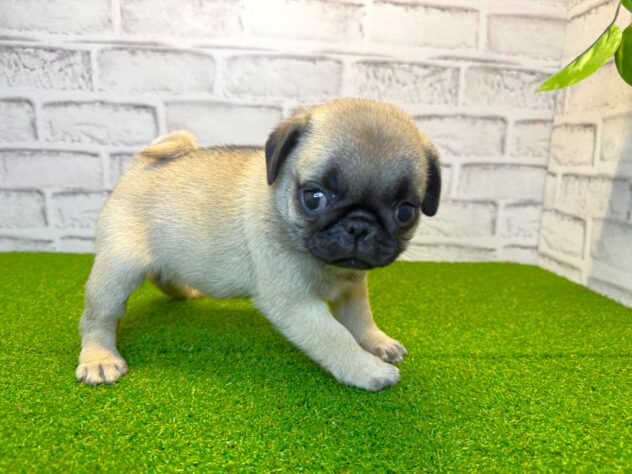 岡山県のパグ (アミーゴ妹尾店/2026年2月13日生まれ/女の子/フォーン)の子犬の3枚目の画像