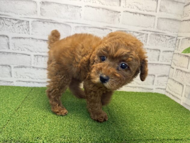 岡山県のトイプードル(トイ) (アミーゴ妹尾店/2026年2月17日生まれ/男の子/レッドフォーン)の子犬の2枚目の画像