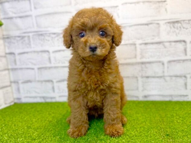 岡山県のトイプードル(トイ) (アミーゴ妹尾店/2026年2月17日生まれ/男の子/レッドフォーン)の子犬の1枚目の画像